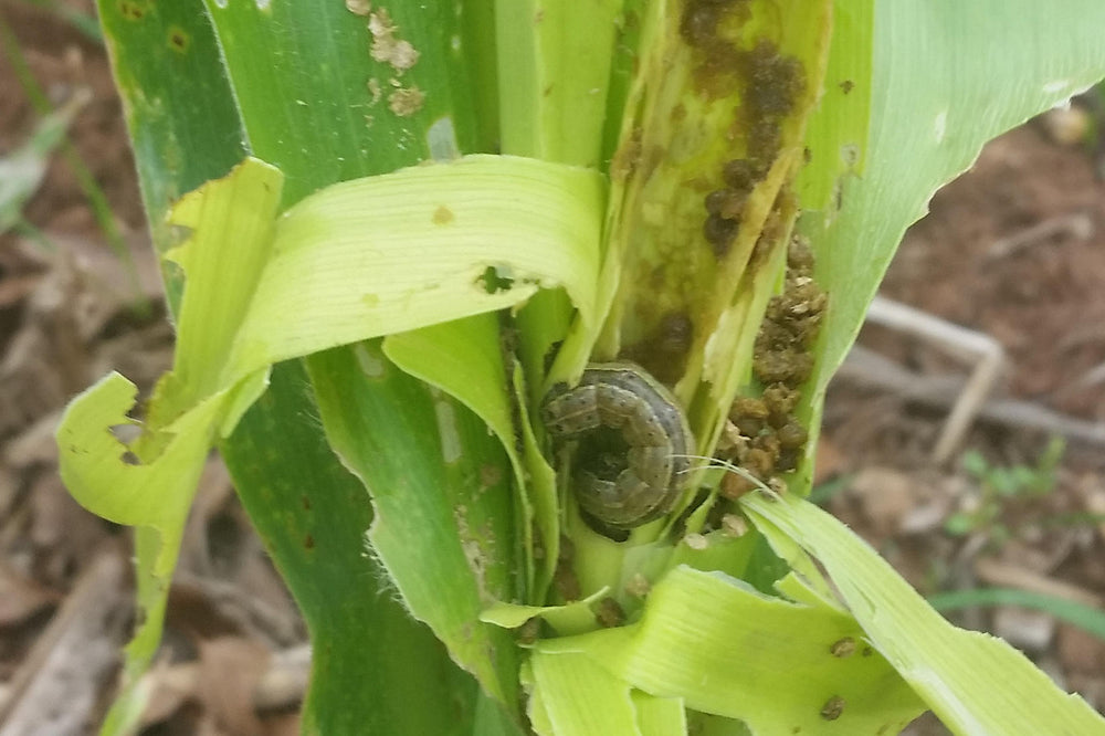 Fall army worm