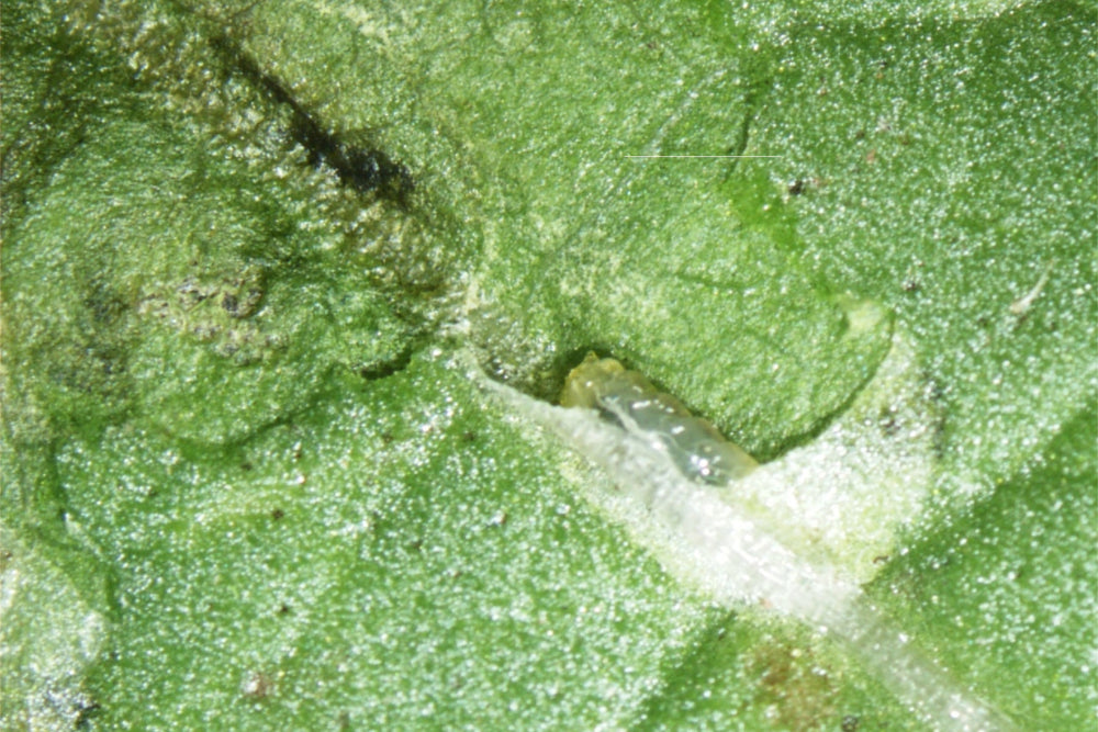 Leaf miner