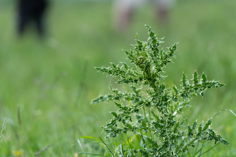 Californian thistle