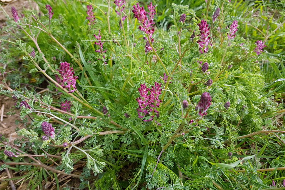 Fumitory