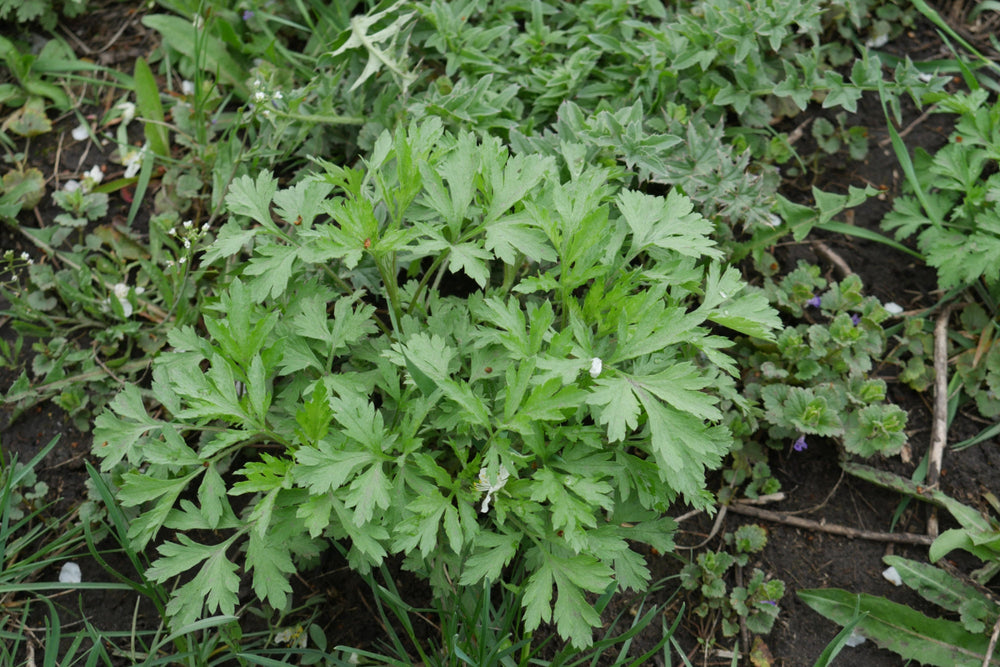 Parsley Piert Westag Trading