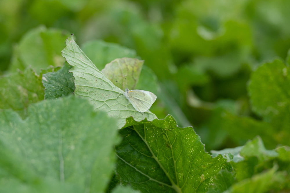 White butterfly