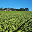 JJB Produce Lettuce Field