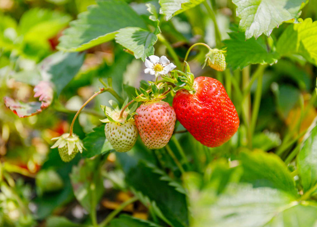 strawberries